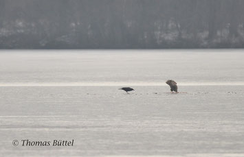 Carrion Crow with Common Buzzard