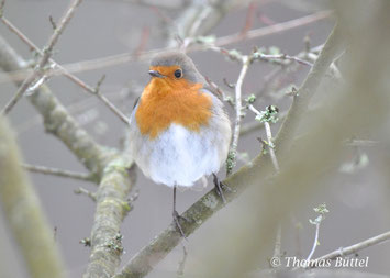 Robin