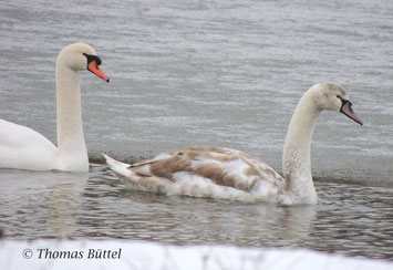 Mute Swan