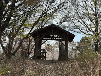 桜咲く　富士見台園地