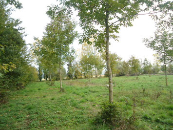 Plantation noyers commun (août 2015)