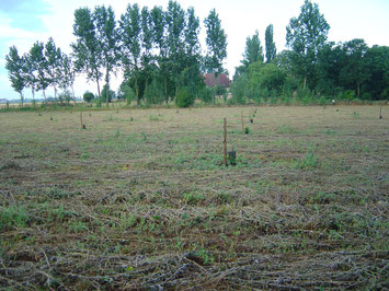 Piquetage en 10x10m densité finale (juin 2005)