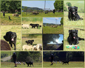 Obedience AHC Beckum, mit Cobie und Kymba