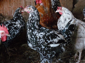 pollito blanco cremoso pollito blanco cremoso