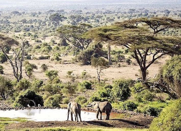 la savane africaine