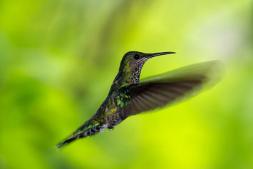 Kolibri im Nature Pavilion Park in La Virgen in Costa Rica © 2016 belimago Stephan Stamm