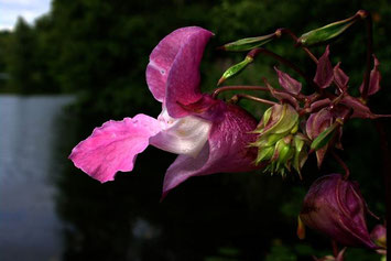 Impatiens Glandulifera