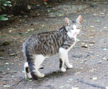 ausgehungerte Streunerkatze