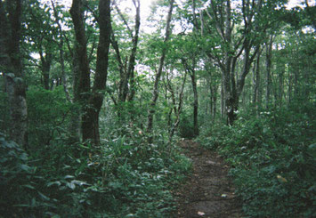 猫魔ケ岳登山道