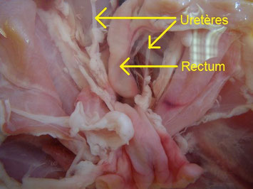 séparation rectum et uretères de lapin