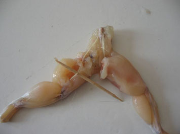 dissection patte grenouille - quatrième