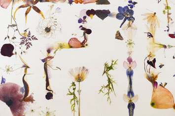 flora-metaphorica.com