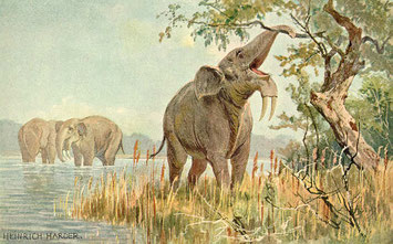 Dessin de Heinrich Harder