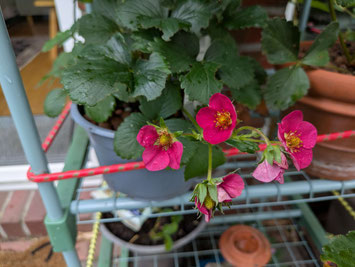 Rot blühende Erdbeeren in einem Gartenregal