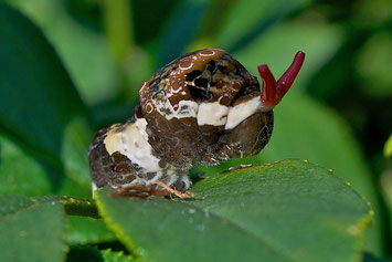 A Giant Swallowtail caterpillar extending its defensive osmeterium.