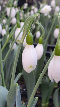 Galanthus elwesii "Snowfox"