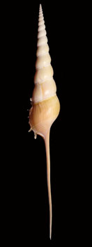 Tibia fusus  239mm F++/F+++