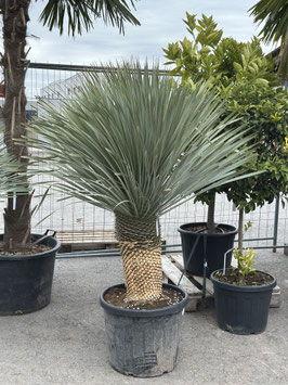 Yucca rostrata H160/170 Stamm 50/55cm dick