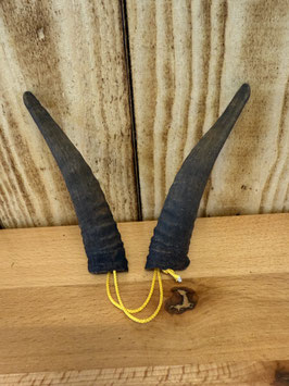 Ziegenbock-Hörner echt 10-13cm
