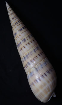 Terebra maculata  192.7mm F+++