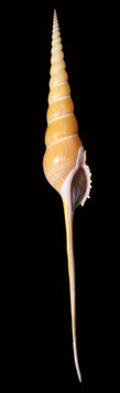 Tibia   fusus 272mm F+++