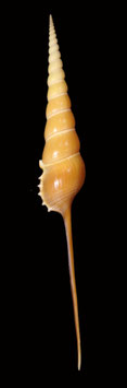 Tibia   fusus.  267mm F+++