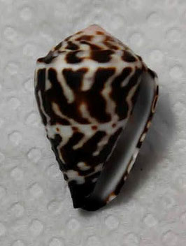 Conus chaldaeus  27.4mm F+++