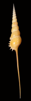 Tibia   fusus  248mm F+++
