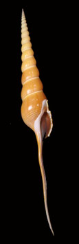 Tibia   fusus 258mm F+++