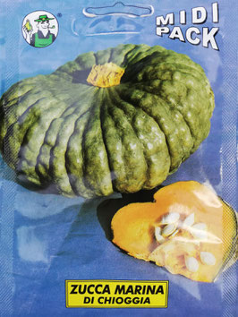 BUSTA ZUCCA MARINA DI CHIOGGIA