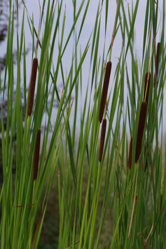 Typha Laxmannii ou roseau ou jonc ou massette de Laxmann 4€ frais de ports offerts dès 40€ d'achats en France métropolitain