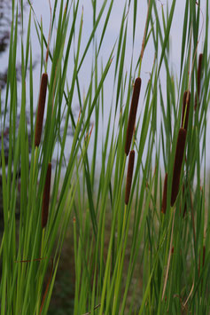 Typha Laxmannii ou roseau ou jonc ou massette de Laxmann 4€ frais de ports offerts dès 40€ d'achats en France métropolitain