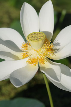 Nelumbo Perry's Giant Sunburst 30€ frais de ports offerts dès 40€ d'achats en France métropolitaine