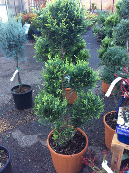 CUPRESSOCYPARIS LEYLANDII "CASTLEWELLAN GOLD" - POMPONS ~~~~