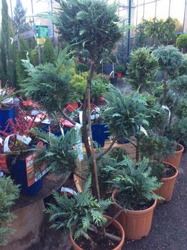 CUPRESSOCYPARIS LEYLANDII - POMPONS ~~~~