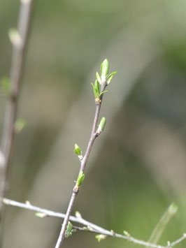 GemmÔ Prunellier