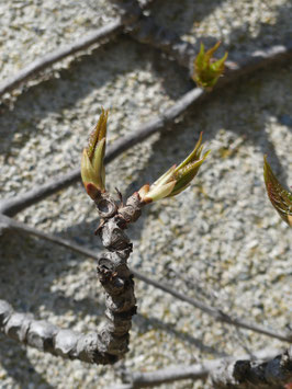 GemmÔ Vigne vierge