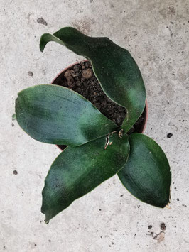 Sansevieria hyacinthoides