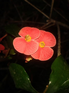 Euphorbia geroldii