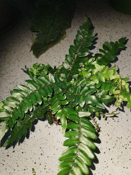 Pellaea falcata