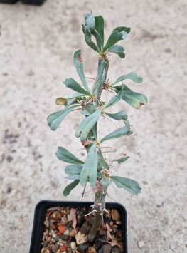 Sarcocaulon patersonii