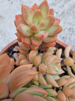 Echeveria "Donald"