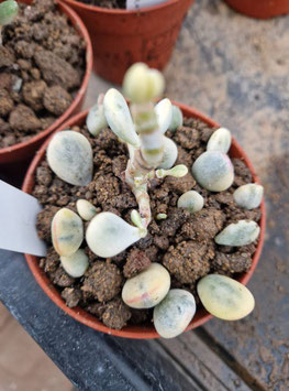 Cotyledon orbiculata "Oophylla" variegata