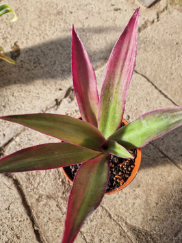 Rhoeo spathacea "Large Form Mexico"