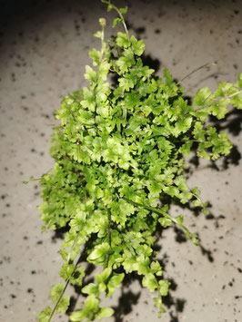 Nephrolepis "Green Fantasy"