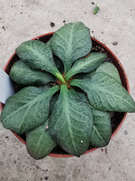 Euphorbia francoisii Hybride "Mint"