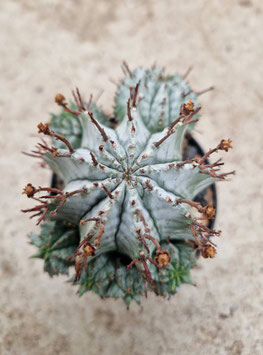 Euphorbia horrida alba