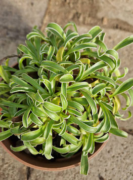 Helichrysum marginatum
