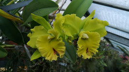 Cattleya Hybride "Gelb"