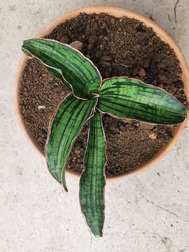Sansevieria "Cleopatra"